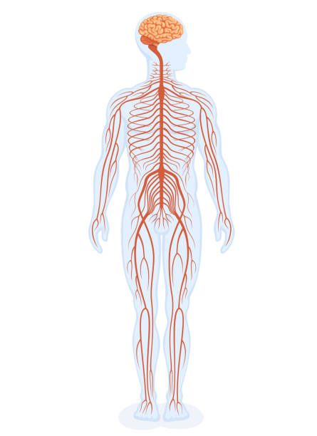 program edukacyjny ludzkiego układu nerwowego. anatomia ludzkiego ciała. - brain human spine neuroscience healthcare and medicine stock illustrations