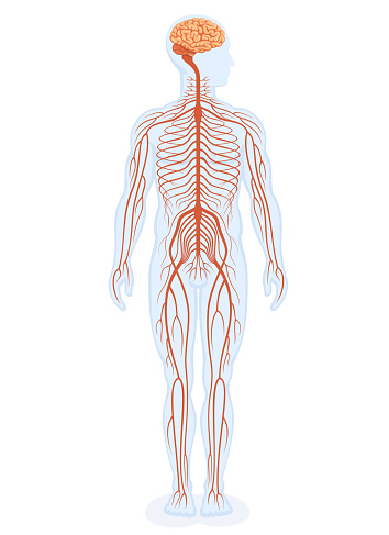 Human nervous system educational scheme. Human body anatomy.