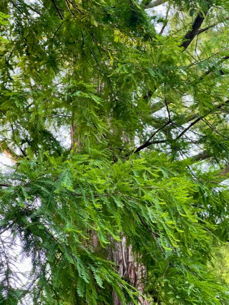 istock Bald Cypress Tree Taxodium Distichum 1409519266
