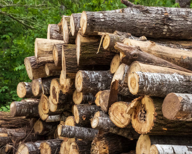 vista de pilha de uma variedade de troncos recém-cortados em terras agrícolas em hayward, wi - material variation timber stacking - fotografias e filmes do acervo