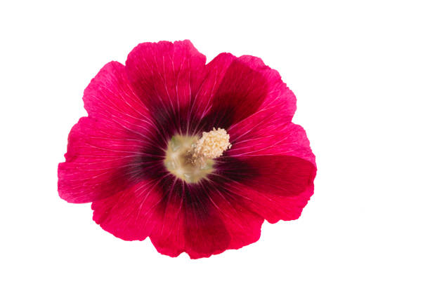 Close-up of red hollyhock flowers blooming in the garden. There are buds which are about to open in a day.
