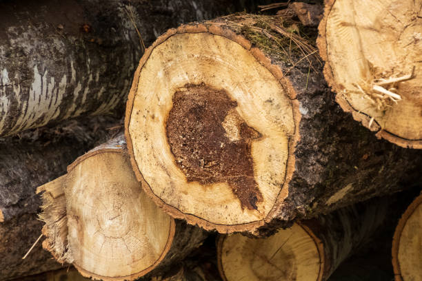 visão de perto de uma variedade de troncos recém-cortados nas madeiras do norte de hayward, wi - material variation timber stacking - fotografias e filmes do acervo