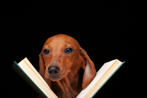 image of dachshund dog book black background studio