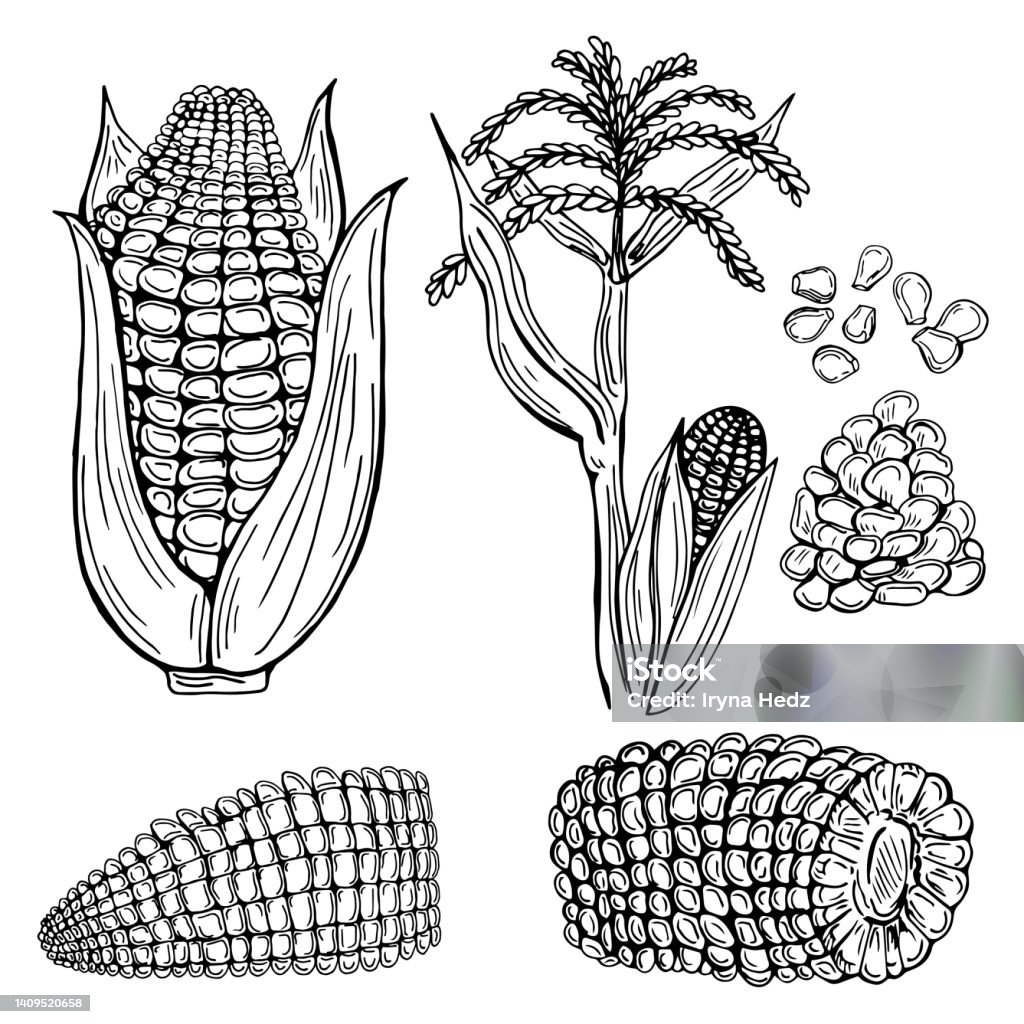 Drawen Corn Corn Hand Drawn Vector Illustration Set Isolated Vegetable Engraved ...