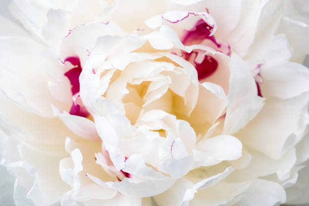 istock Selective focus, close up of white peony petals. 1409520932