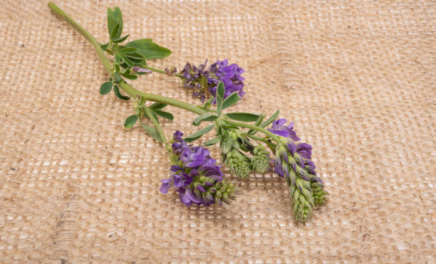 istock flowers alfalfa on canvas fabric 1409521036