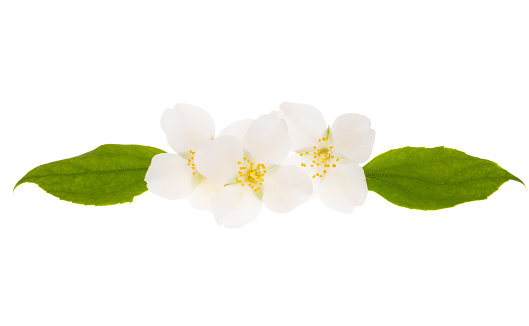 jasmine flower isolated on white background