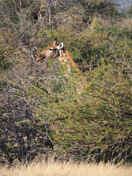 istock head of an Angolan giraffe (Giraffa camelopardalis angolensis) in the savannah 1409521096