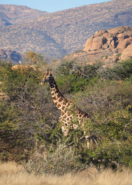 istock Angolan giraffe (Giraffa camelopardalis angolensis) in the savannah 1409522415
