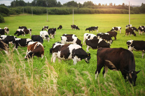 istock Black and white cows in the meadow, against a blue cloudy sky. 1409523520