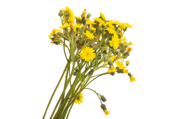 istock bouquet of meadow flowers isolated 1409523645