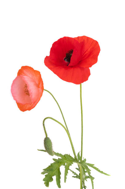istock red poppy flower isolated 1409523692