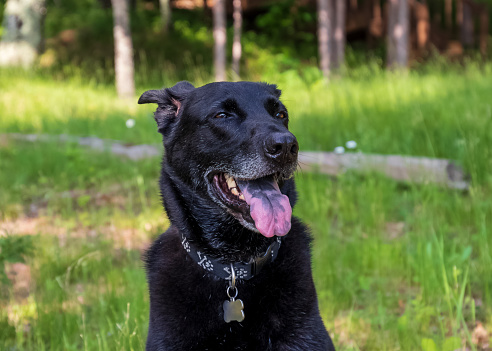 Aging black shepherd mixed breed dog looking happy with speckled tongue out and behaving well