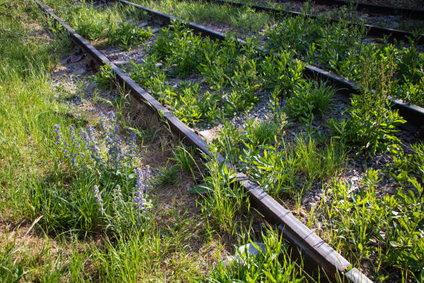 istock Abandoned railway tracks overgrown with grass. Side view. 1409523852