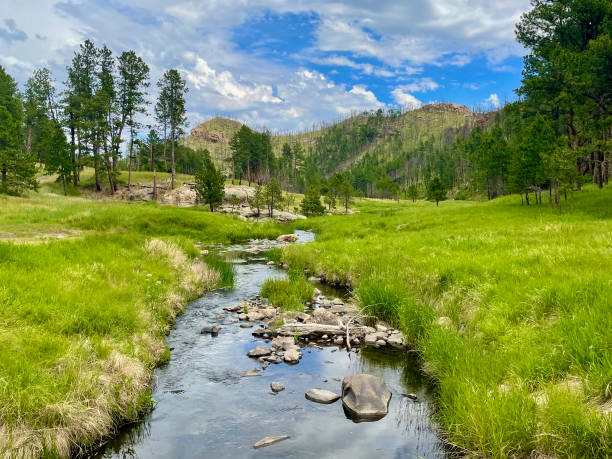A cloudy sky is reflected in the tranquil water of French Creek within Custer State Park, South Dakota.