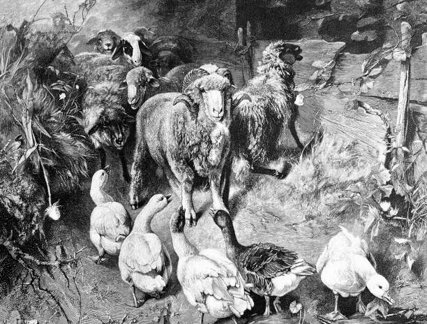 istock Sheep and geese at the stable entrance 1409525539