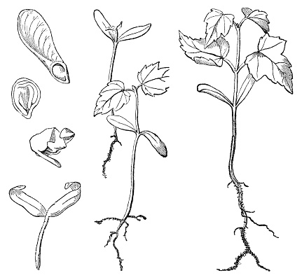 Red Maple tree (Acer rubrum) growth stages from samara to mature seedling. Vintage etching circa 19th century. From top to bottom, left to right; Samara fruit, seed pod, seed embryo removed from pod, new seedling with cotyledon, seedling with true leaves sprouting, seedling with developed true leafs, mature seedling.