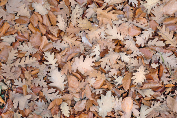 istock Fallen autumnal leaves in the forest. Brown autumn background. 1409525818
