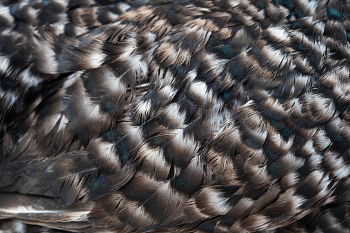 Bird Feathers at the Wakodahatchee Wetlands in Delray Beach, Florida.