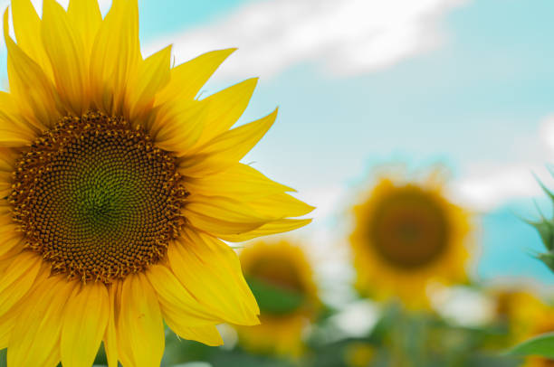 istock yellow, blooming sunflower, close up, isolated 1409527426