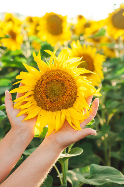 istock girl holding a yellow sunflowe 1409527431