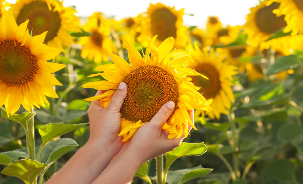 istock girl holding a yellow sunflowe 1409527440