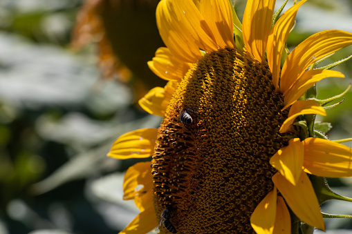 Close-up of a blooming sunflower, with vibrant colors, on a bright and sunny summer day. Bees harvesting pollen from bloomed sunflower.