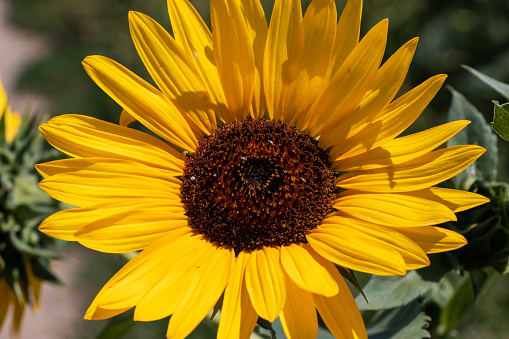 Close-up of a blooming sunflower in a field, with vibrant colors, on a bright and sunny summer day.