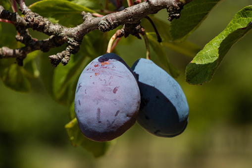 Ripe plums hanging on a branch. Plum tree in countryside on a bright and sunny summer day. Plums ready to be harvested.