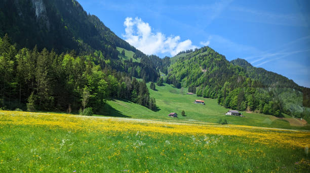 View from the train of spring flowers in meadows and mountain farms near Bulle in the district of gruyere and the Fribourg Canton  of Switzerland View from the train of spring flowers in meadows and mountain farms near Bulle in the district of gruyere and the Fribourg Canton  of Switzerland bulle stock pictures, royalty-free photos & images