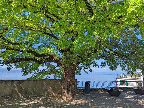 Walkway and beautirul tree along Lake Geneva looking toward Lausanne in springtime in the Swiss Alps Switzerland
