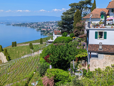 View of vineyards along Lake Geneva from hillside looking toward Lausanne in springtime in the Swiss Alps Switzerland