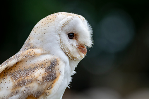 A shot of a beautiful and happy looking young barn owl