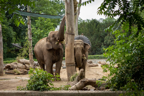 istock Two indian elephants (Elephas maximus indicus) in the zoo. 1409531032