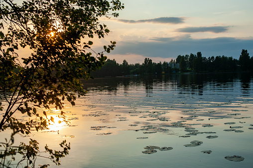Low on the horizon, the sun peaks through the trees, highlighting the lakeside lily pads