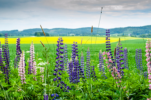 Lupine and dandy lions in foreground of Tampere Finland landscape