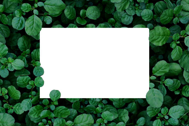istock Paper Card Mockup on a Green Leaves 1409532704