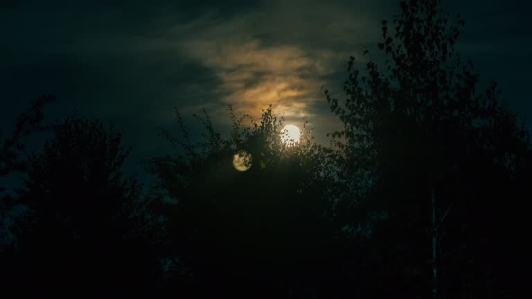 Moon Rising Through Trees 70 Moon Behind Trees Stock Videos and Royalty-Free Footage - iStock