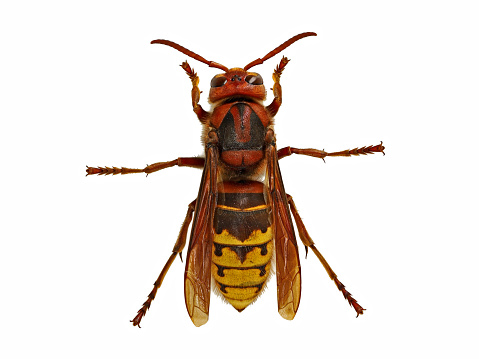 Close-up of this black and yellow wasp with orange highlights.