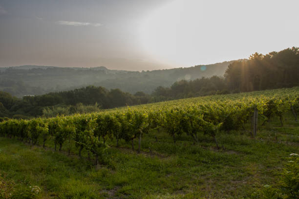 istock vineyard field in northern Spain at dawn 1409535413