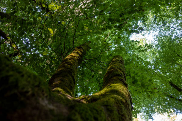 istock Hardy beech branches in the middle of the mountain 1409535478