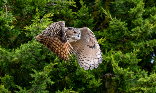 A Tawny Owl perching on a tree trunk in woodland scenic