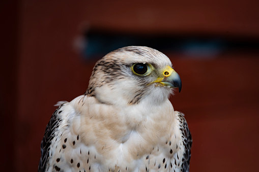 A beautiful Gyr-Barbary falcon