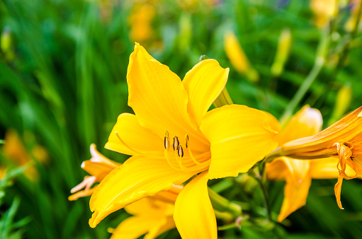 Flowers of a daylily of brown-yellow on a bed in the summer. Hemerocallis fulva