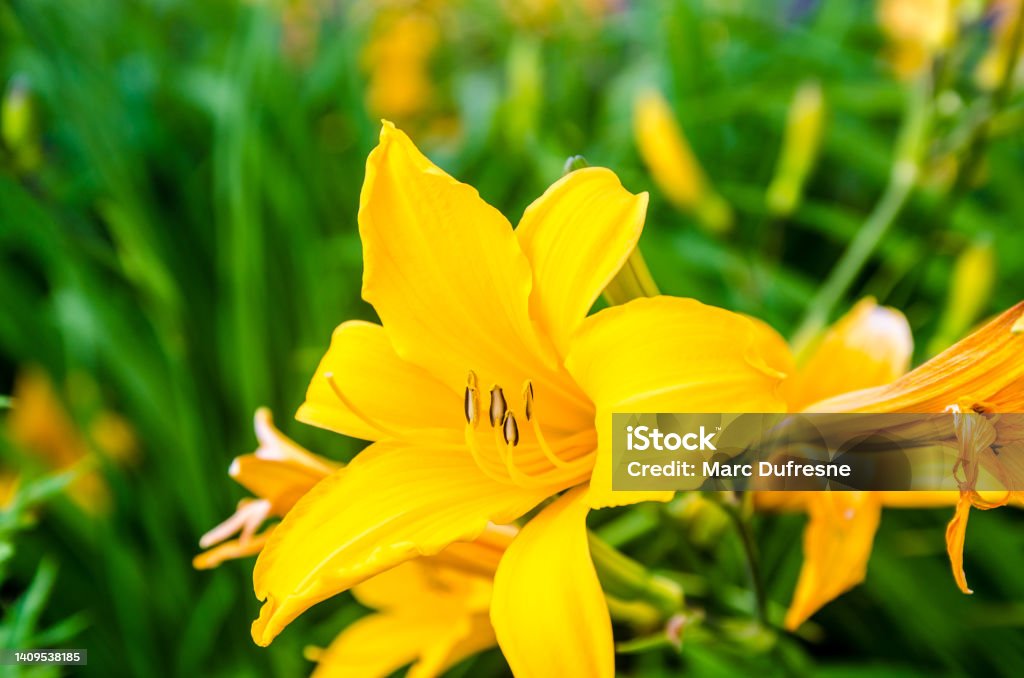Close up on yellow daylily Day Lily Stock Photo