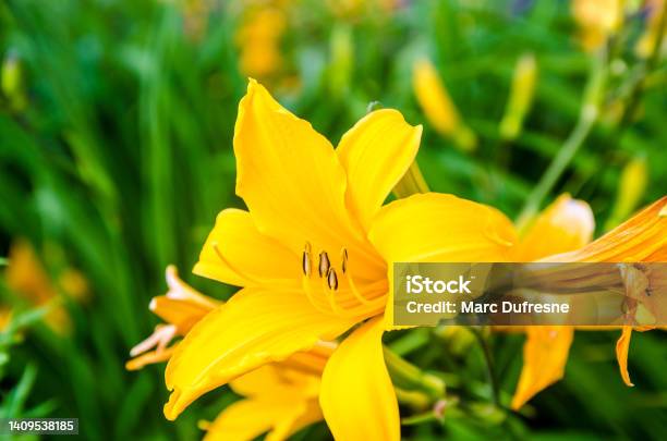 Close Up On Yellow Daylily Stock Photo - Download Image Now - Day Lily, Yellow, Stamen