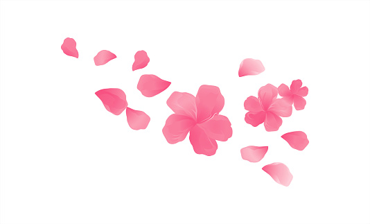 Sakura Pink flowers and flying petals isolated on White background. Apple-tree flowers. Cherry blossom. Vector EPS 10 cmyk