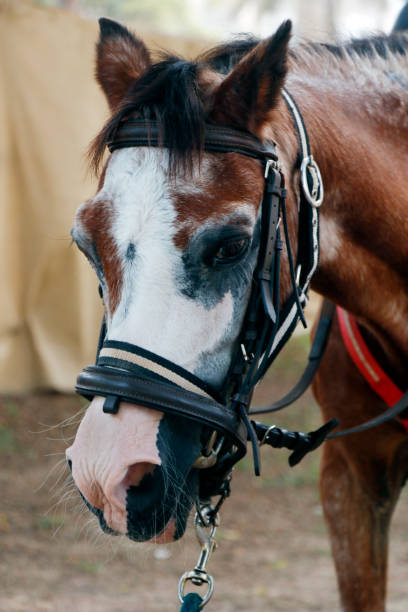 istock brown and white colored  horse head in close up 1409539368