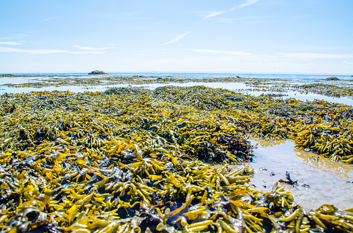 Seagrasses Underwater Sea life   Scuba diver point of view  Sea grass Posidoniaceae