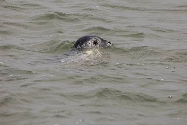 istock Seals in the Wadden Sea 1409540538